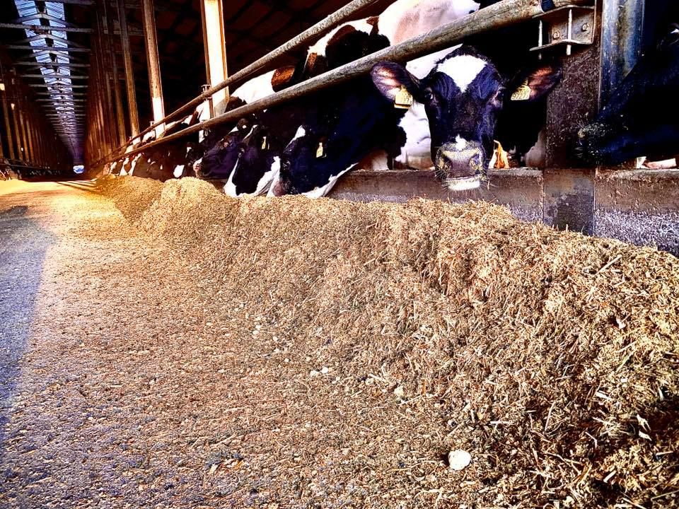 A Nógrádkövesden működő tehenészet takarmányozása - Fotó: ComAgro-Sardo