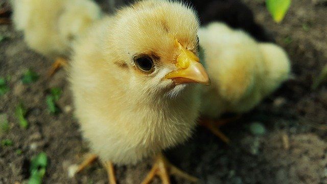 Mivel a Campylobacter mindenütt jelen van a baromfitelepek környezetében, a biológiai biztonság a legfontosabb beavatkozási terület a kolonizáció megelőzésére