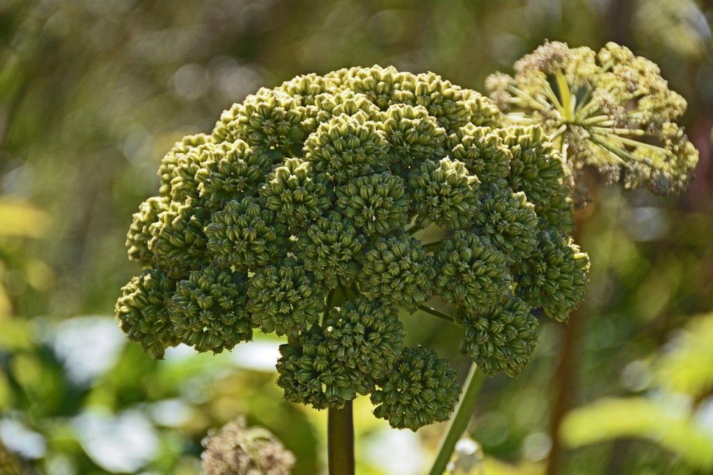 Az orvosi angyalgyökér (Angelica archangelica) nevében is benne van, hogy orvosi, tehát nem a gyógyhatása a megkérdőjelezett, csak emellett sajnos fototoxikus is
