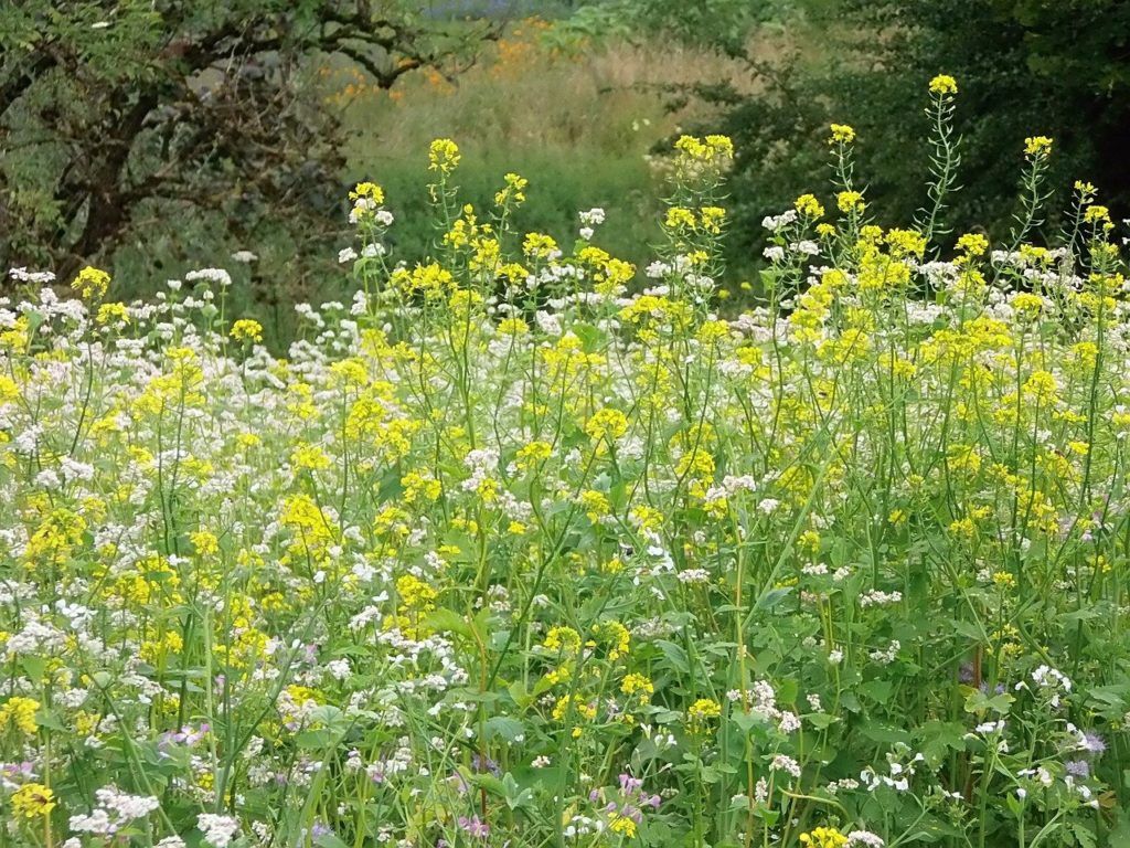 A kálmos (Acorus calamus), vagy az ürömfélék (Artemisia) mind „slágergyógynövénynek” számítanak a köztudatban, mégsem javasoltak, vagy csak pontos és maximalizált dózissal a táplálékkiegészítőkben