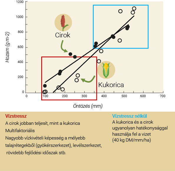 Vízstressz esetén a cirok jobban teljesít a kukoricánál