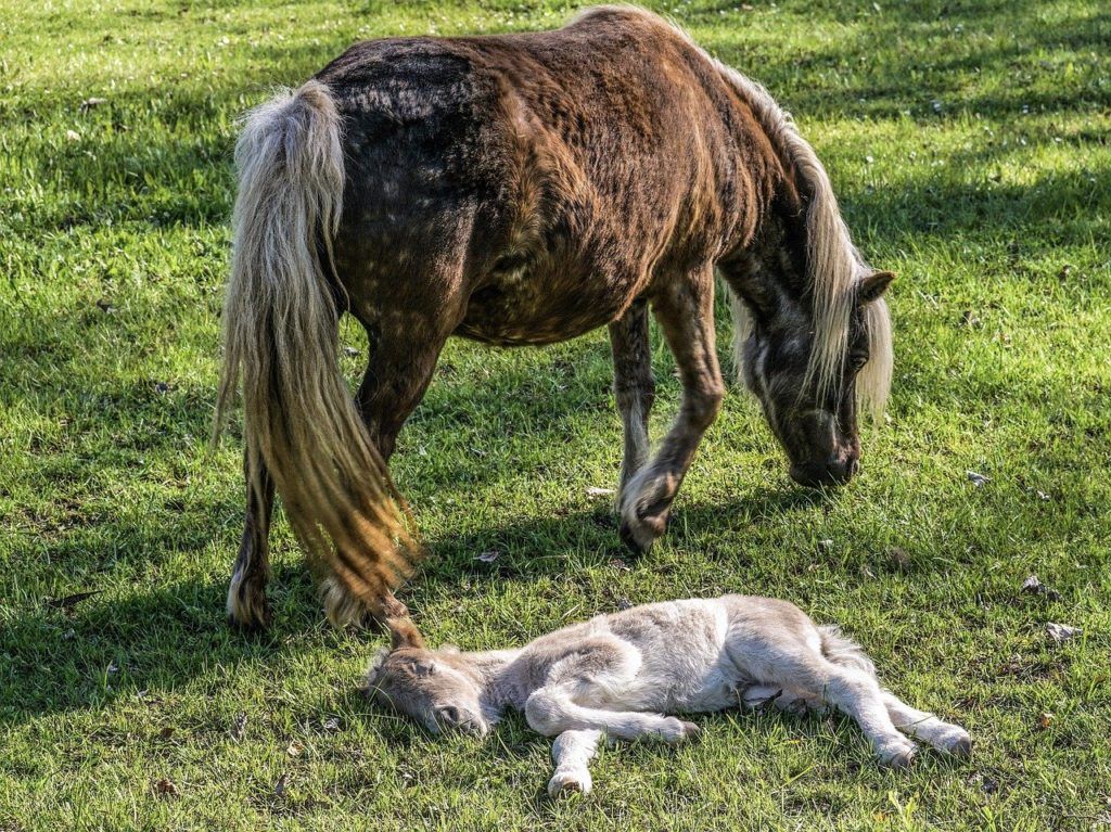 A jó lovasember szemmel etet, nem kilóra, tehát látja a ló igényeit