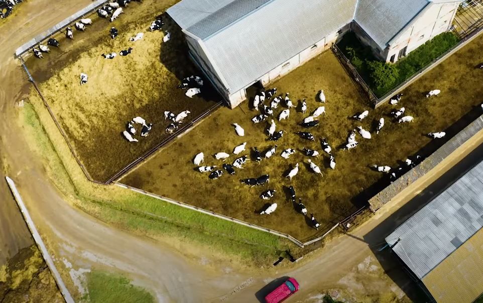 Kritérium, hogy GMO-mentes legyen a termék, amelynek az alapanyagát lenmag alapú takarmányozással termelik - Fotó: OTP Agrár Youtube