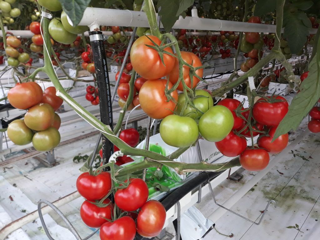 Vajon mennyire egyenes az út a génmódosított növények termesztése felé? - Fotó: Magro.hu, CSZS, Szentes