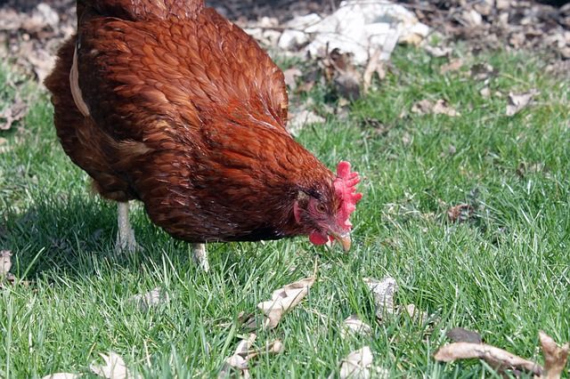 Antibiotikum nélküli nagyüzemi állattartást eredményezhet az új debreceni takarmányadalék - képünk illusztráció
