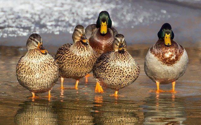 A fácánnal felhagytak, de a vadkacsa tenyésztés és vadásztatás még működik a Somogy megyei cégnél - képünk illusztráció