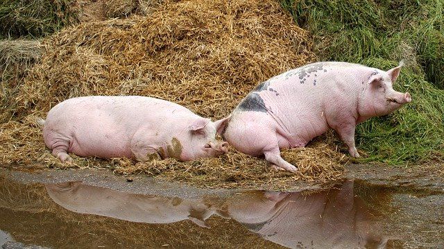 Kedvezményes, kamat- és költségmentes hitelkonstrukcióval segíti a nehéz helyzetbe került sertéstartók gazdálkodását az Agrárminisztérium