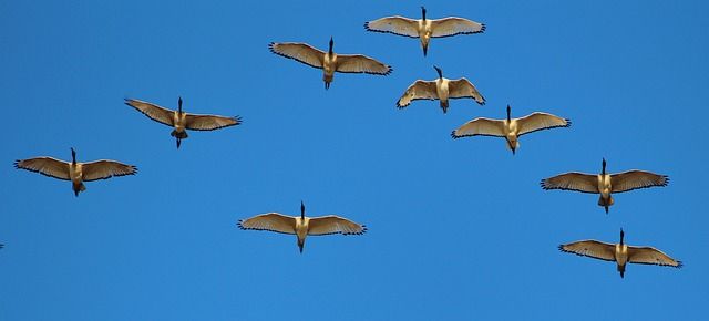 Egy rendeletmódosítás értelmében két hónappal tovább lőhetők a vadlibák Magyarországon