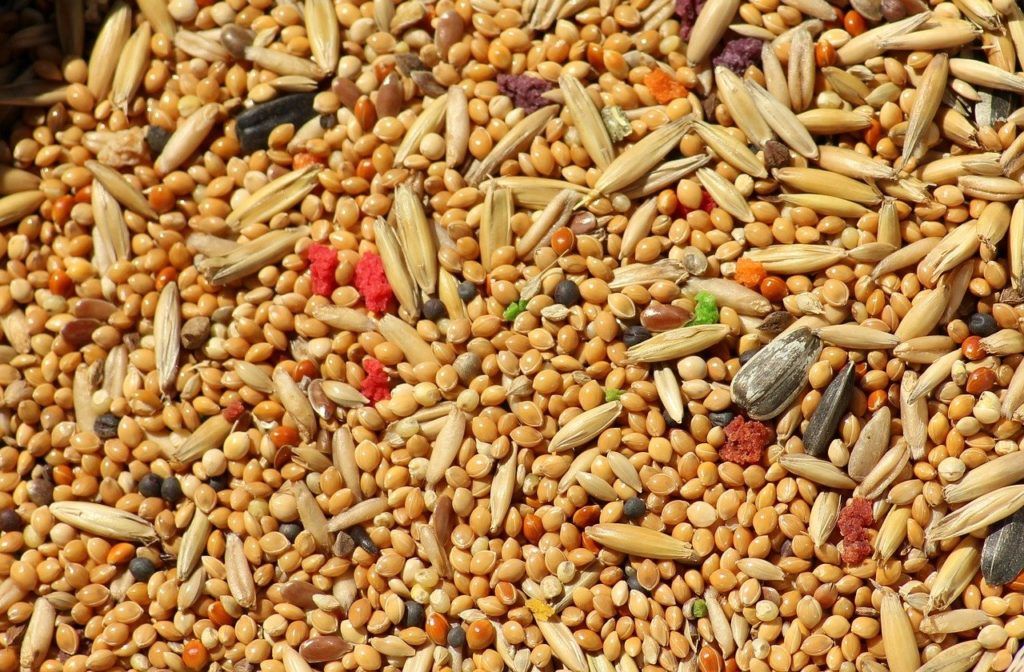 a kutatók kísérleti aflatoxikózist és ochratoxikózist idéztek elő brojlertakarmány aflatoxinnal és ochratoxinnal való szennyezésével