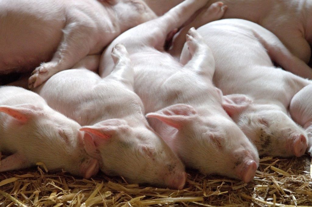 Az európai sertéságazat fókuszába a terápiás cink használatának betiltása és az antibiotikum-használat fokozottabb ellenőrzése került.