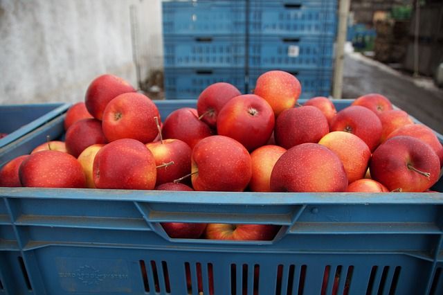 Túl alacsony árakkal, szűkülő felvevőpiaccal és maffiamódszerekkel kínlódnak a lengyel almatermesztés szereplői