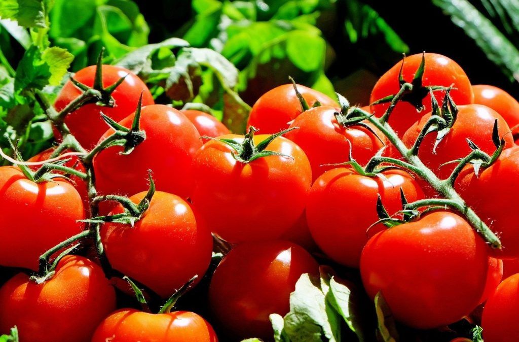 A paradicsommaradék jó forrása a bioaktív molekuláknak, különösen a karotinoidoknak, mint a β-karotin és a likopin