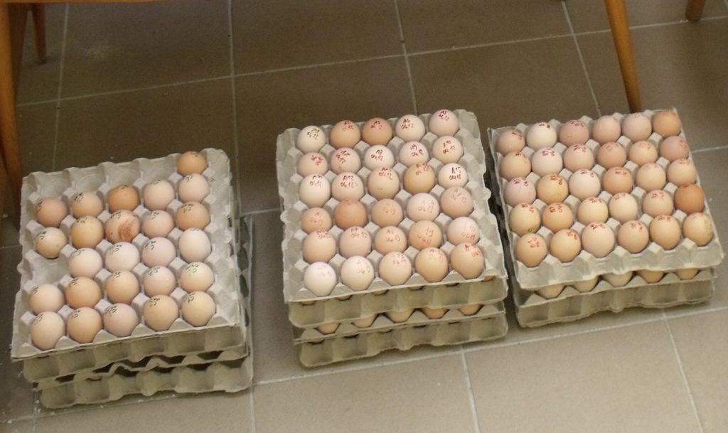 A külföldi tapasztalatokhoz hasonlóan a keresztezések jobb teljesítménnyel rendelkeztek a hús- és a tojástermelés során is