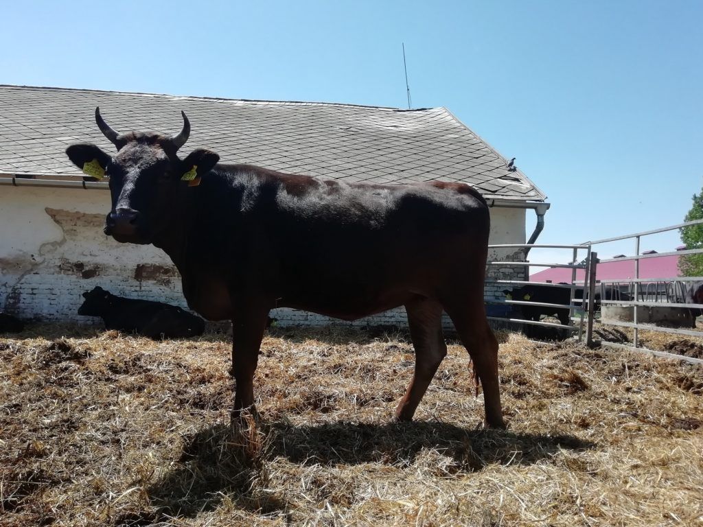 Wagyu marha üsző - Fotó: Prágai Andrea