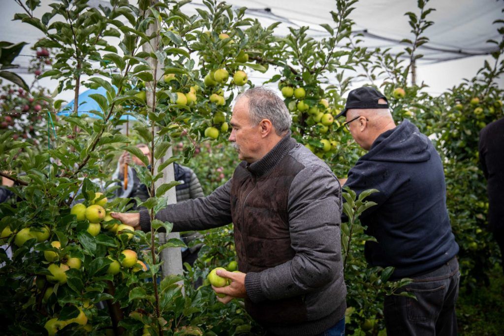 Nagy István agrárminiszter (balra) almát szed a Szabolcs-Szatmár-Bereg megyei Nagykállóban, a harmadik Őszköszöntő jótékonysági szabolcsi almanap alkalmával - Fotó: Fekete István