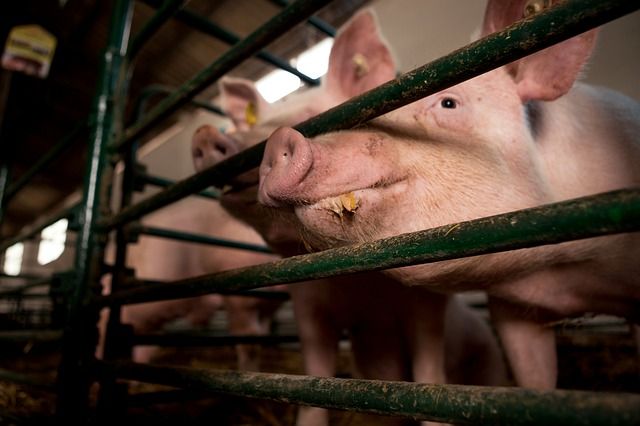 Többletforrásokkal, előrehozott kifizetésekkel és új hitelkonstrukcióval is segítik a magyar sertéstartókat