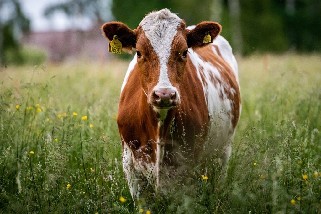 Ahogy az állomány átlagos kora emelkedik, a termelési célok elérése könnyebbé válik, viszont több kihívást rejt a tehenek egészségének megőrzése