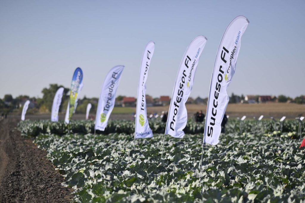 Syngenta káposzta rendezvény Ócsán