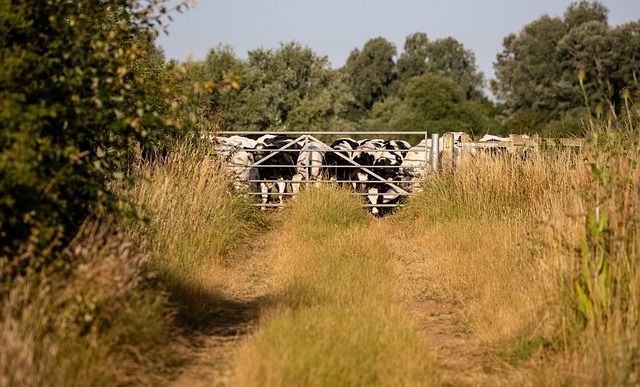 Arany- és platina törzskönyves avatás volt a Bóly Zrt. csípőteleki telephelyén: a tehenészet 4 tejelő Holstein-fríz szarvasmarhája is remek teljesítményt ért el - képünk illusztráció