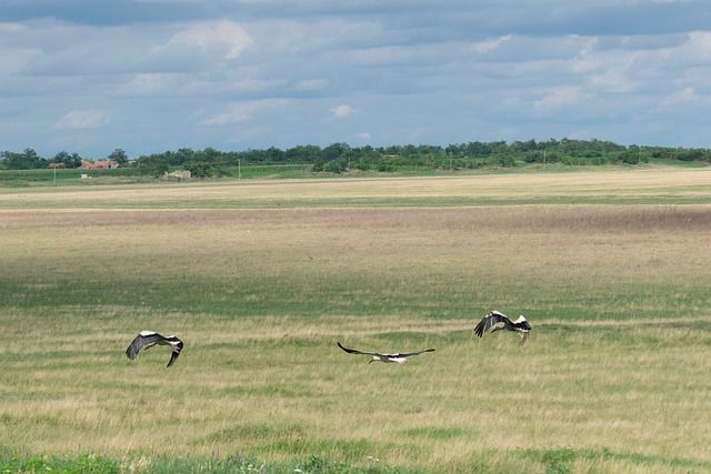 Magyar kutatók vizsgálata segít a termikek használatának jobb megértésében, többek között a gólyák viselkedését is tanulmányozták