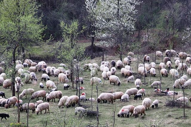 A súlyos romániai vonatbaleset áldozata 17 birka, egy kecske és a juhász - képünk illusztráció
