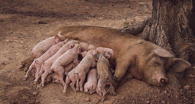 Megváltoztak az antibiotikum felhasználást szabályozó rendelkezések