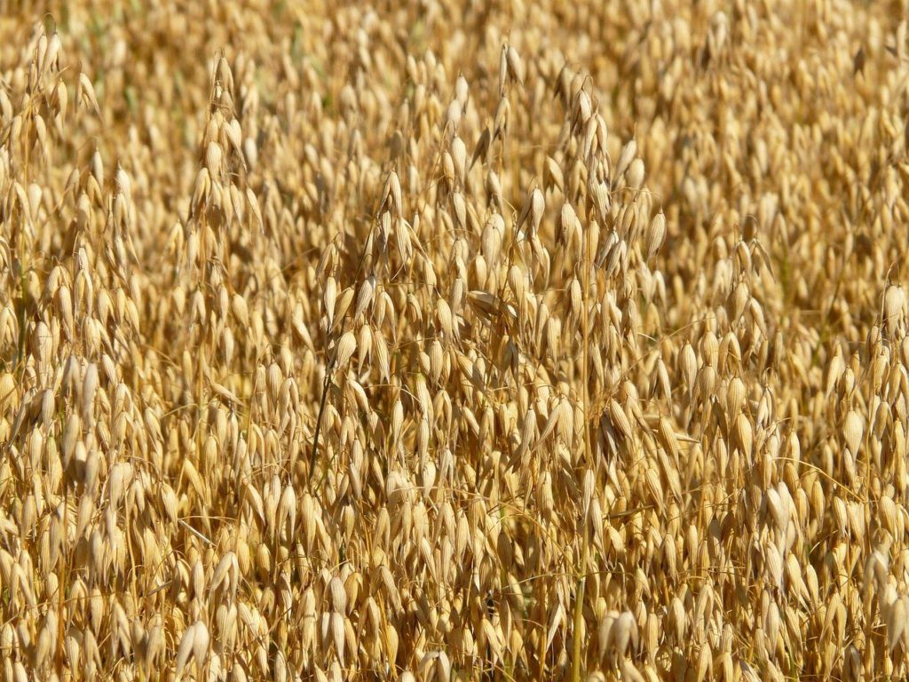 Az árpából származó többletenergia-ellátás a tejtermelés helyett a testzsírtermelésnek kedvezett