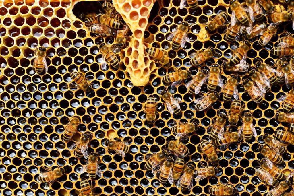Az akácméz a multiknál sokkal drágábban kapható, mint a termelői piacokon a termelőnél