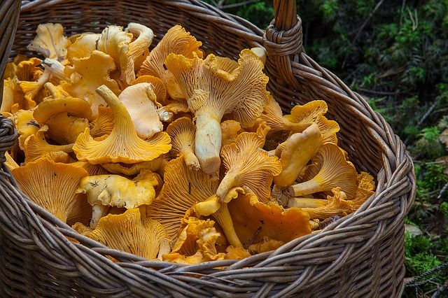 A gombafogyasztás számos előnye mellett a növekvő népességszám által támasztott igényeknek is képes lesz megfelelni