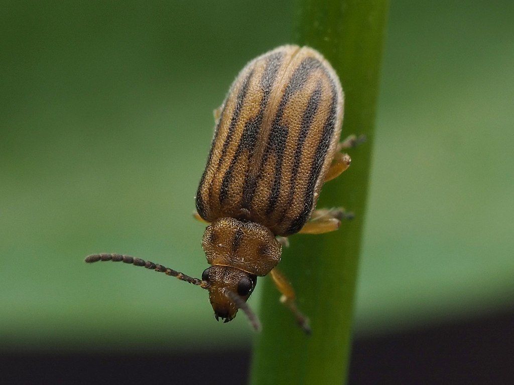 Új biológiai védekezéssel kísérleteznek magyar kutatók a parlagfű ellen: a parlagfű olajosbogár hatékonyan ritkíthatja a gyomnövényt - Fotó: iNaturalist.org