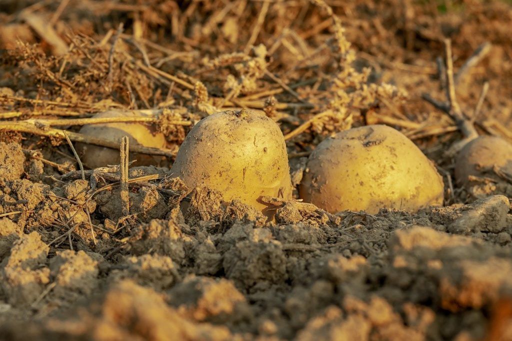 A PotatoEurope ideje alatt a Robotti a burgonyát is betakarítja