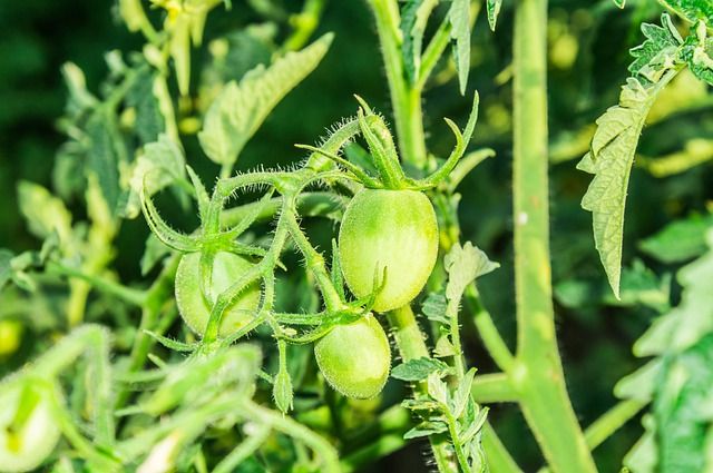 Csökken a paradicsom termőterülete a spanyolországi Almería zöldségtermesztő központjában