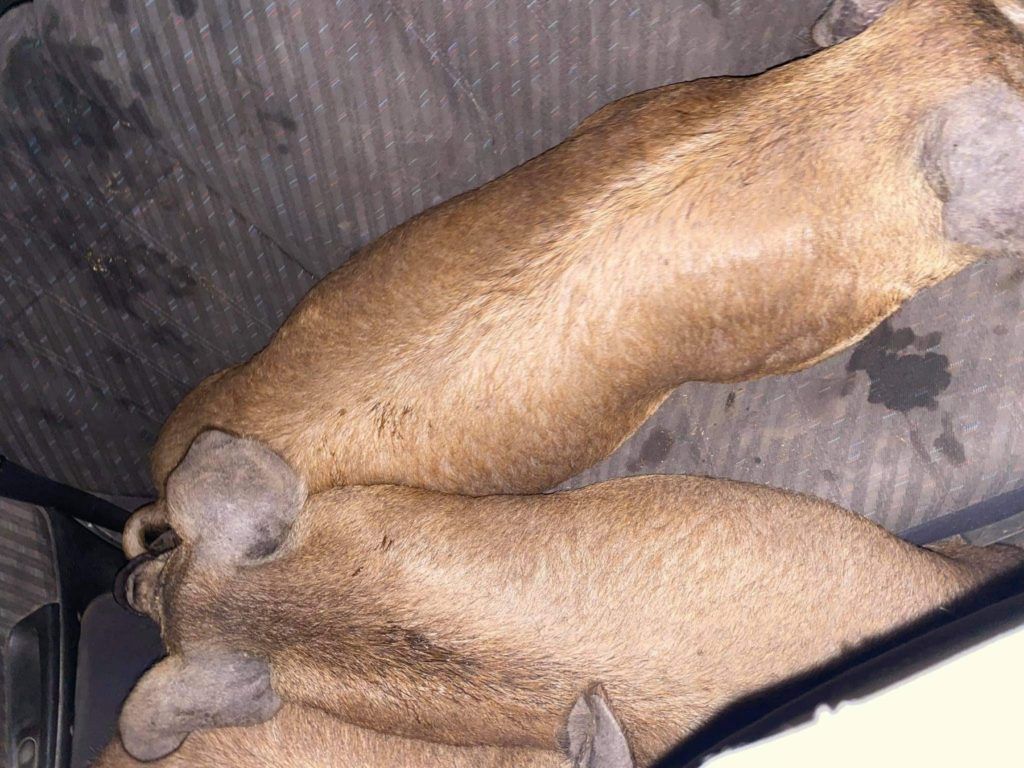 A mangalicák a hátsó ülésen