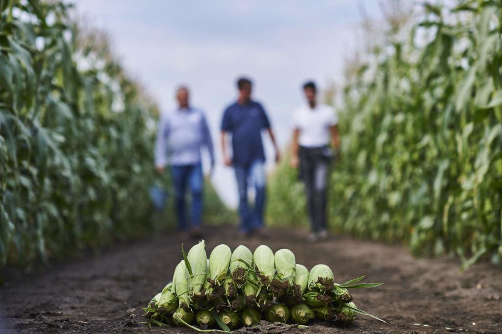 A Syngenta kabai rendezvénye azt igazolta, hogy nagy bevétel és élénk kereslet ösztönzi a magyar csemegekukorica termesztését