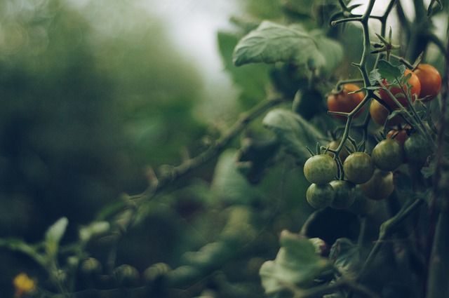 Bizonyították, hogy hidrogén-peroxidos vészjelzést ad le a hernyótámadásról a paradicsom