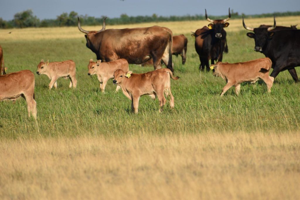 Őstulok borjak - Fotó: Csobán Péter - Pentezugi Rezervátum, Hortobágyi Nemzeti Park Igazgatóság