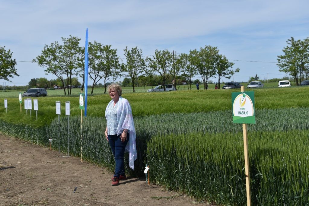 Az Isterra Magyarország Kft. kereskedelmi vezetője, Virágné Pintér Gabriella Békéscsabán, a fajta- és agrotechnikai kísérletek bemutatóján