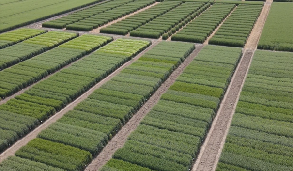 Komplex kisparcellás agrotechnikai kísérletek