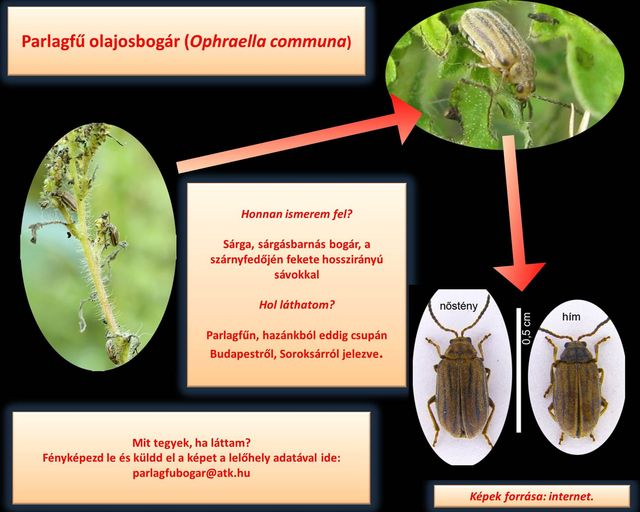 Segíthet az allergia elleni vizsgálatokban a parlagfű olajosbogár - Forrás: Nébih