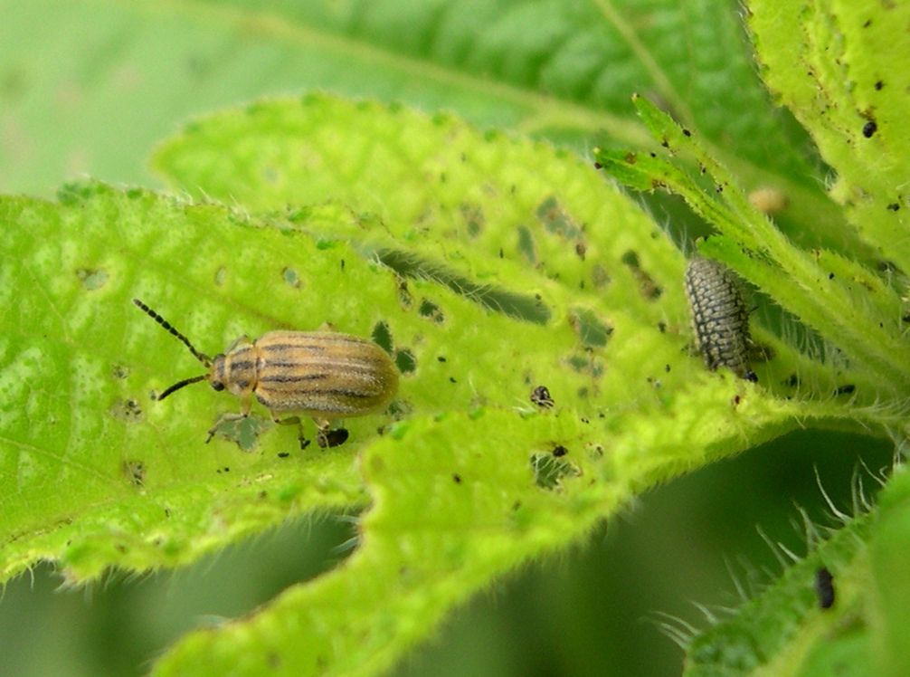 A parlagfű olajosbogár (Ophraella communa) imágója és lárvája - Fotó: Wikipedia, közkincs