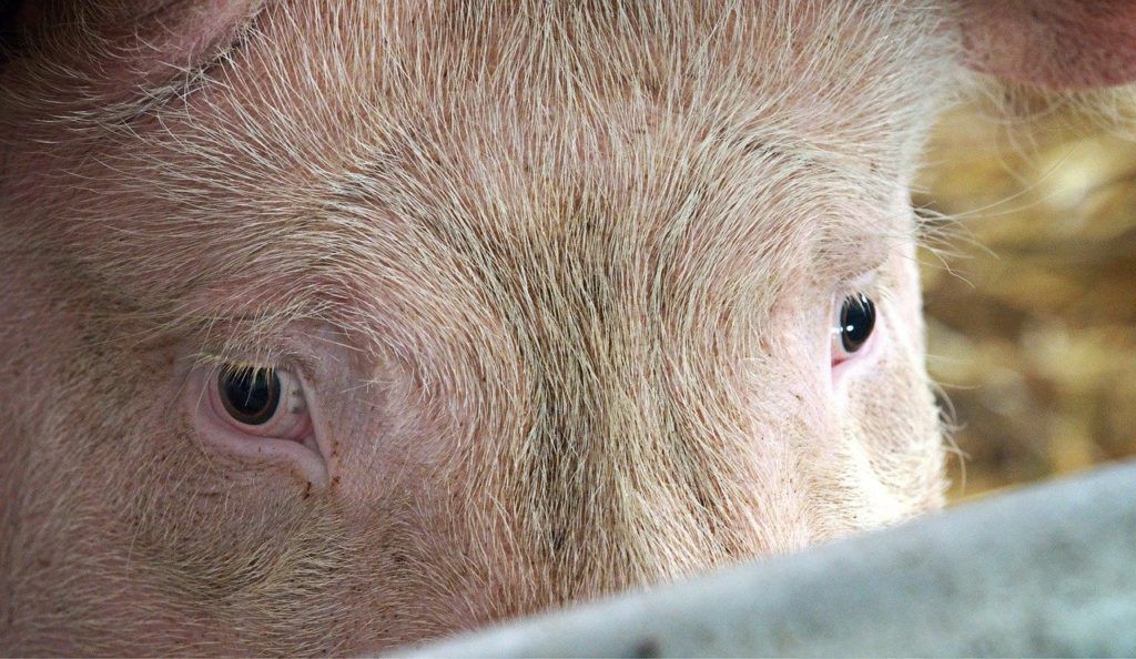 A vizelet és az ürülék anaerob körülmények között történő keveredése néhány nap alatt a szulfátok nagy mennyiségű szulfidtermeléssel járó elfogyasztásához vezet