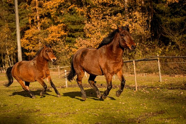 A hucul lófajta összesen nagyjából 1000 megmaradt példánnyal képviselteti magát a 21. században
