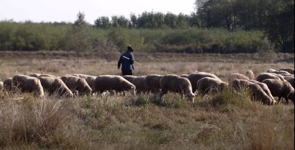 A pásztormese főszereplője, Sáfián László juhász a nyájjal a legelőn