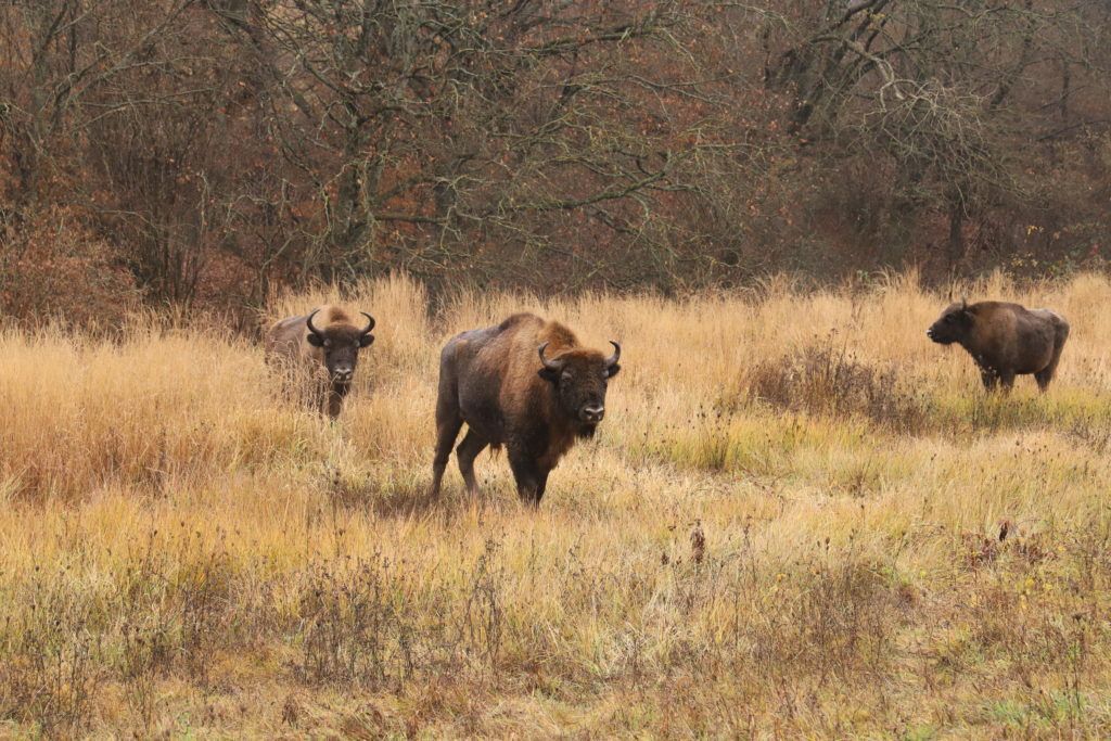 Bölények Vas megyében - Fotó Őrségi Nemzeti Park Igazgatóság