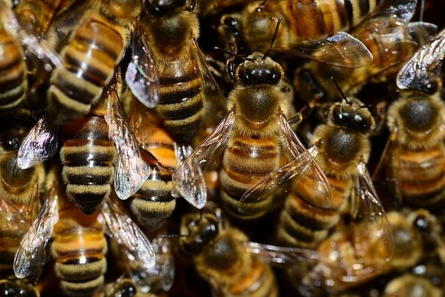 Súlyos veszély fenyegeti a méhek genetikai sokféleségét