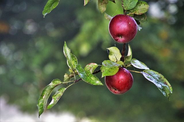 A mezőgazdasági biztosítás és a kárenyhítési rendszer értelmét és gyakorlati hasznát vizsgálta és véleményezte a FruitVeB