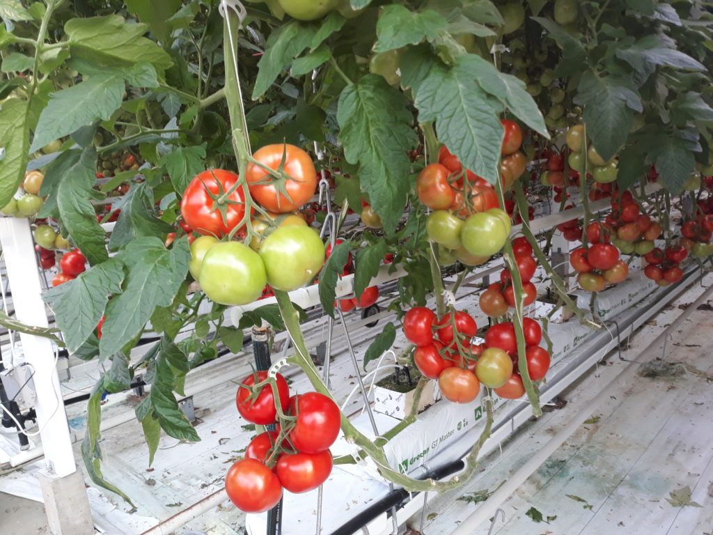 Megjelent a kertészeti üzemek megújítását támogató pályázati felhívás - Fotó: Magro.hu, CSZS, Szentes