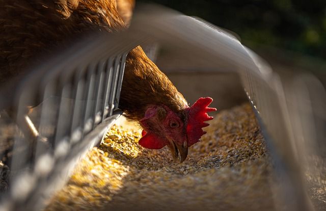 Megtalálták az első emberi H10N3 madárinfluenza-fertőződést Kínában - képünk illusztráció