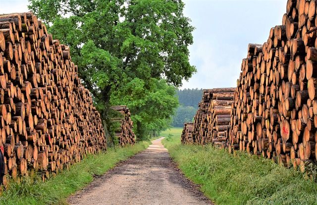 Megbünteti a Nébih azt, aki nem biztosítja a tűzifa nyomon követhetőségét