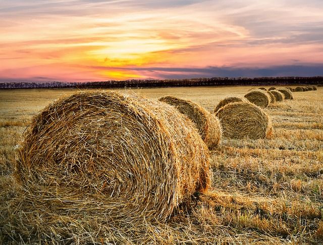 Milliárdos fejlesztésből alakított ki lucernafeldolgozó üzemet Szegeden a Karotin Kft. - képünk illusztráció